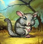 Le chinchilla arrive dans my free zoo